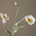 Botane White Poppy Flower