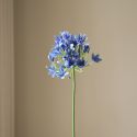 Botane Blue Agapanthus Flower
