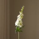 Botane White Delphinium Flower