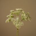 Botane White Queen Anne's Lace Flower