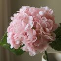 Botane Light Pink Hydrangea Flower