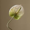 Botane Light Green Anthurium Flower