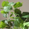 Botane Green Hydrangea Leaves