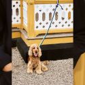 HAY Dog Flat Leash