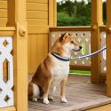 HAY Dog Flat Leash