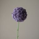 Botane Purple Allium Giganteum