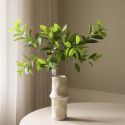Botane Green Ruscus Leaves