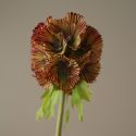 Botane Purple Scabiosa Seed Pod Flower