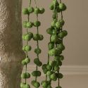 Botane Green Coral Fountain Amaranthus Flower