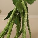 Botane Light Green Three Forks Amaranthus Flower