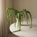 Botane Light Green Three Forks Amaranthus Flower