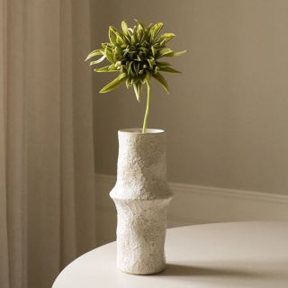Botane, Green Cactus Dahlia Flower