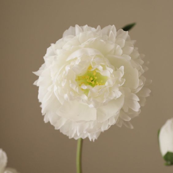 Botane White Peony Flower