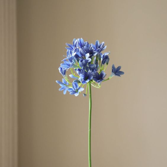 Botane Blue Agapanthus Flower