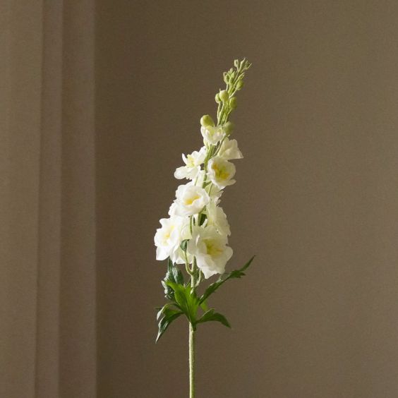 Botane White Delphinium Flower