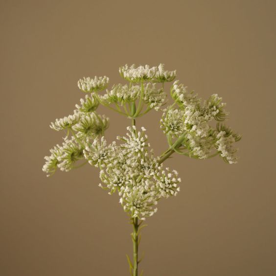 Botane White Queen Anne's Lace Flower