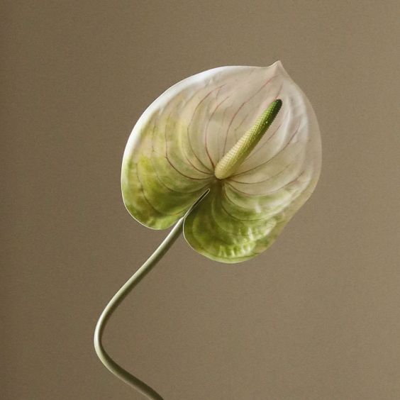 Botane Light Green Anthurium Flower