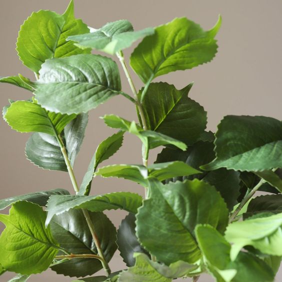 Botane Green Hydrangea Leaves