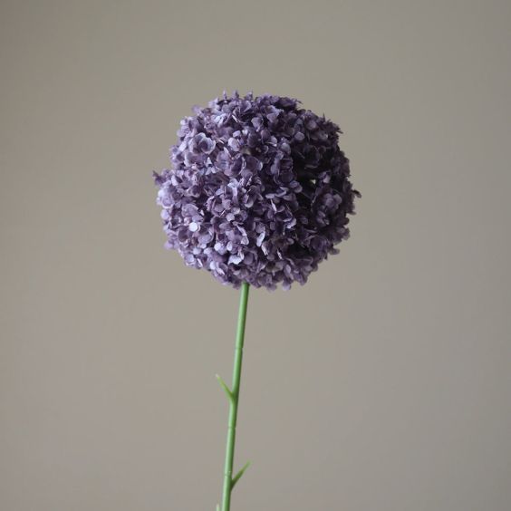 Botane Purple Allium Giganteum
