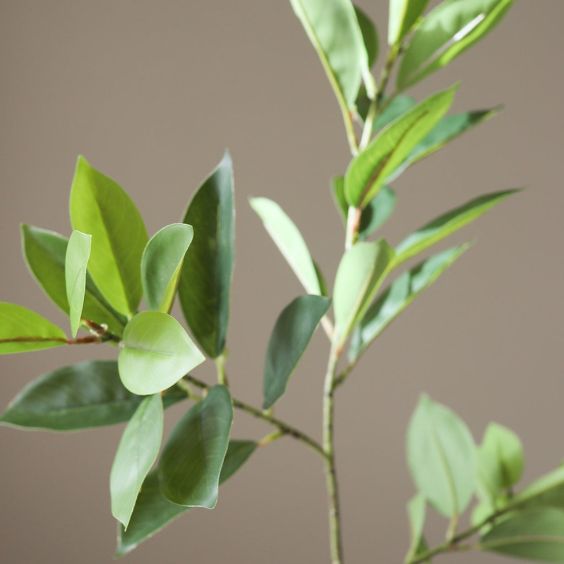 Botane Green Ruscus Leaves
