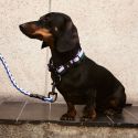 HAY Dog Braided Leash