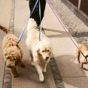 HAY Dog Flat Leash