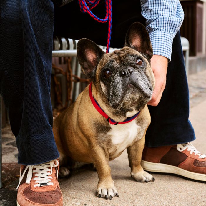 HAY Dog Braided Leash