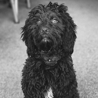 Otto The Dog Otto The Dog