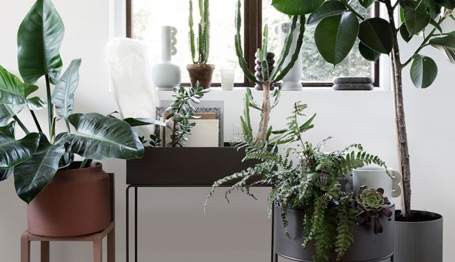 Best Plants & Planters For Your Home