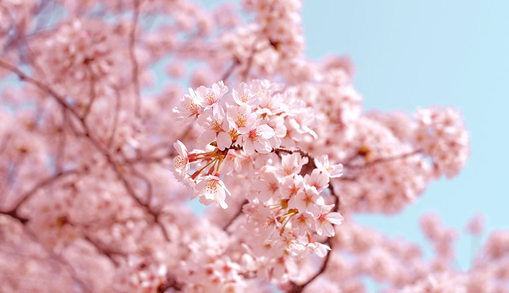 Japanese Style at Home